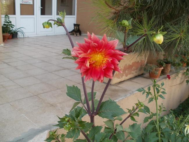 Name:  P1010202a.jpg
Views: 410
Size:  51.4 KB
