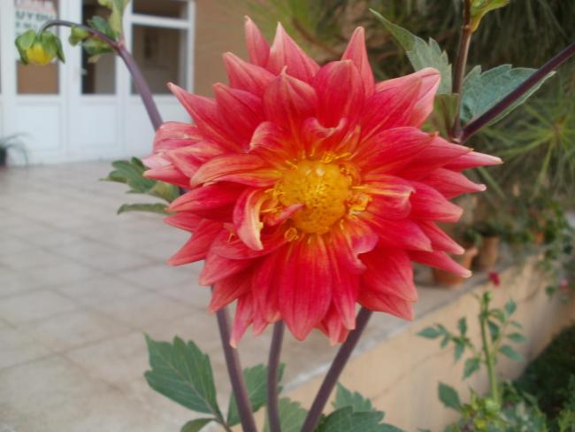 Name:  P1010205a.jpg
Views: 396
Size:  37.1 KB