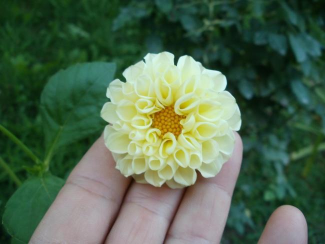 Name:  P1010248a.jpg
Views: 392
Size:  30.3 KB