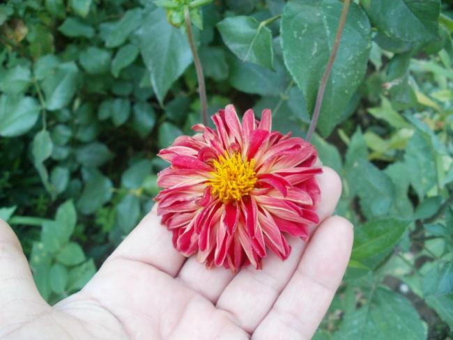 Name:  P1010249a.jpg
Views: 387
Size:  41.8 KB