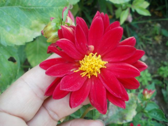 Name:  P1010254a.jpg
Views: 387
Size:  37.5 KB