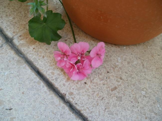 Name:  P1010207a.jpg
Views: 374
Size:  42.0 KB