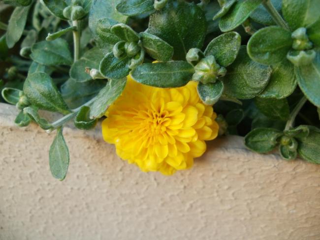 Name:  P1010211a.jpg
Views: 390
Size:  43.4 KB