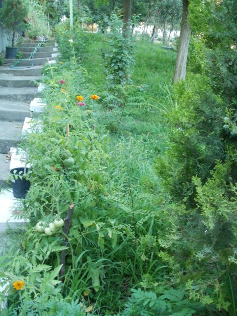 Name:  P1010245a.jpg
Views: 411
Size:  75.7 KB