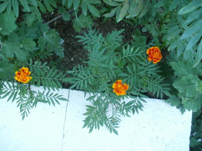 Name:  P1010266a.jpg
Views: 400
Size:  53.2 KB
