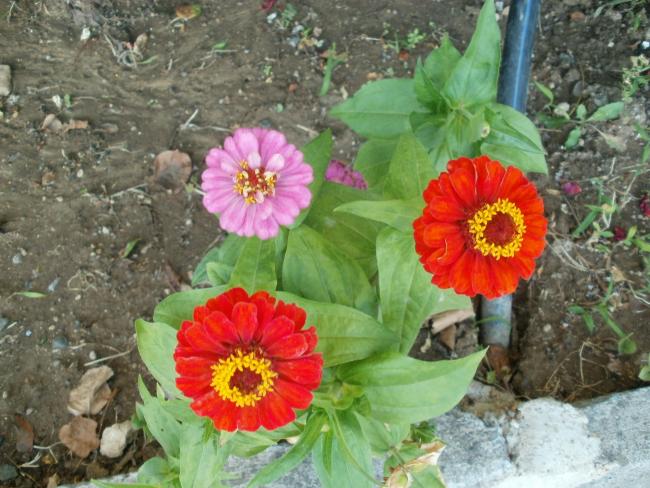 Name:  P1010286a.jpg
Views: 392
Size:  60.8 KB