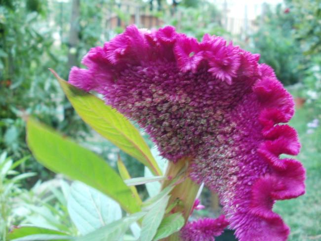 Name:  P1010281a.jpg
Views: 406
Size:  48.5 KB