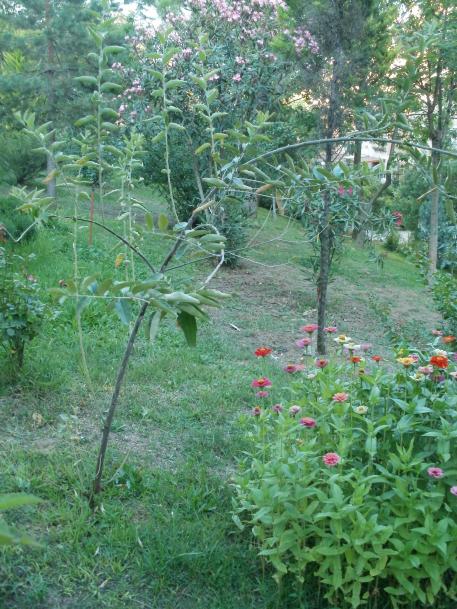 Name:  P1010237a.jpg
Views: 864
Size:  74.0 KB
