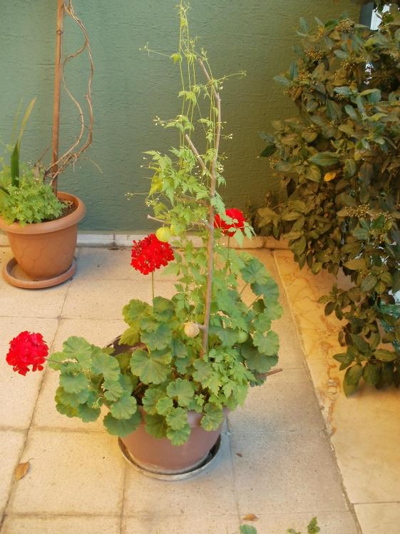 Name:  P1010287a.jpg
Views: 395
Size:  71.9 KB