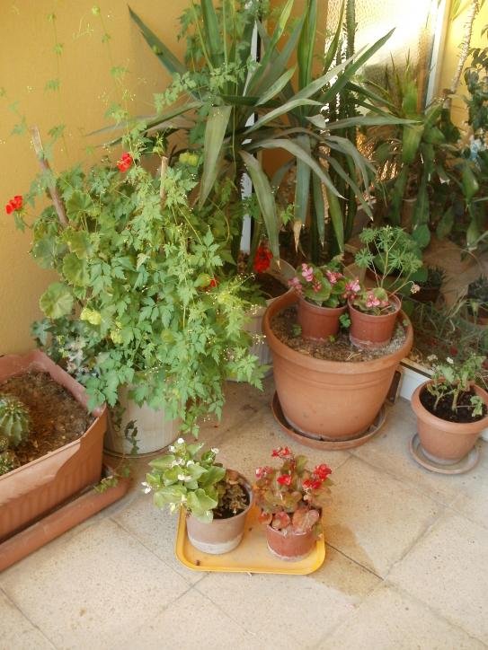 Name:  P1010291a.jpg
Views: 402
Size:  72.7 KB