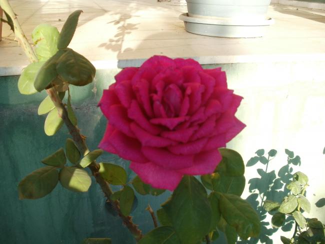 Name:  P1010215a.jpg
Views: 361
Size:  36.2 KB