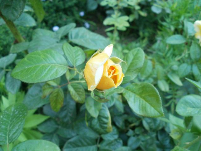 Name:  P1010257a.jpg
Views: 395
Size:  38.6 KB