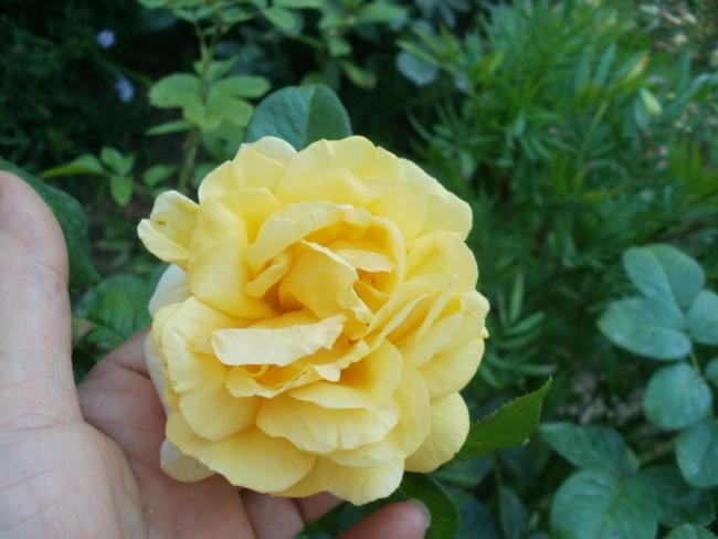 Name:  P1010259a.jpg
Views: 373
Size:  35.0 KB