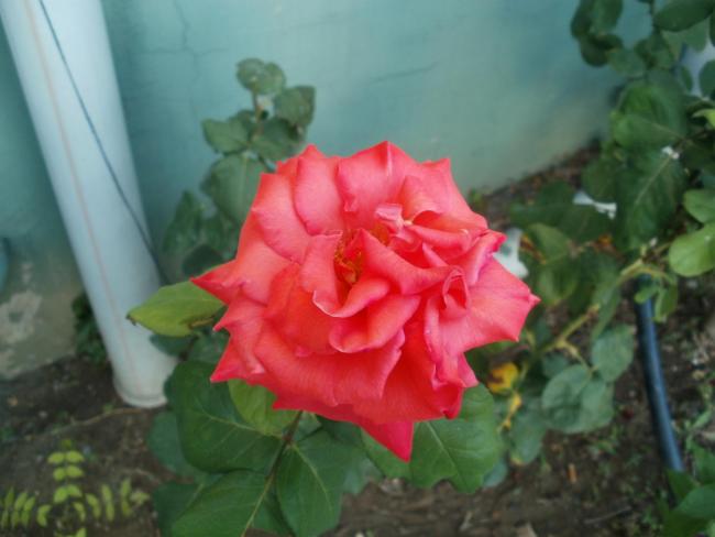 Name:  P1010285a.jpg
Views: 380
Size:  32.8 KB