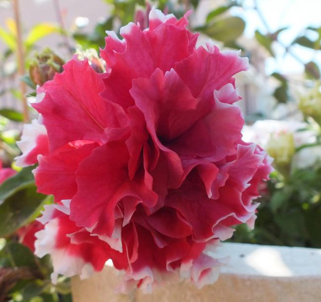 Name:  DSCF1542.jpg
Views: 497
Size:  43.8 KB