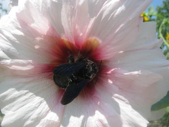 Name:  bcek1.jpg
Views: 2106
Size:  25.3 KB
