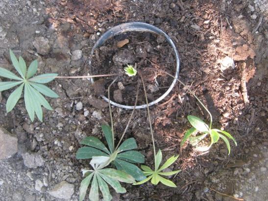 Name:  lupin3.jpg
Views: 1528
Size:  60.5 KB