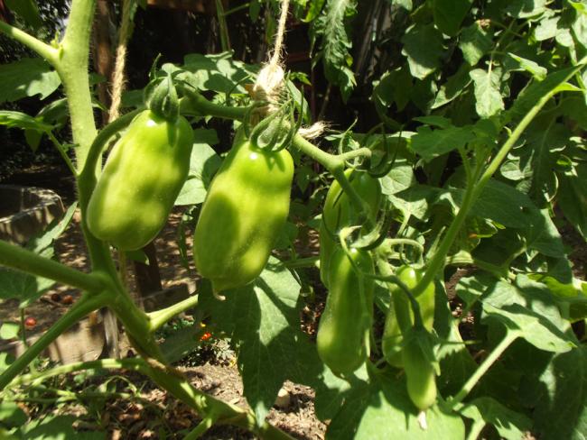 Name:  sanmarzano1.jpg
Views: 569
Size:  65.9 KB