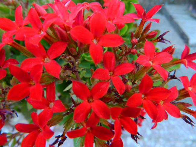 Name:  DSCN0706.jpg
Views: 1453
Size:  50.4 KB