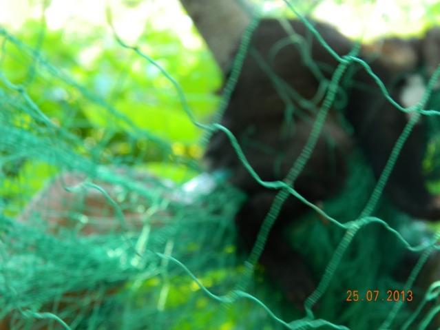 Name:  Kopyas Resim 069.jpg
Views: 908
Size:  33.4 KB