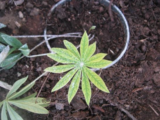 Name:  lupin.jpg
Views: 1554
Size:  44.7 KB