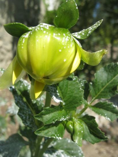 Name:  dahlia.jpg
Views: 1361
Size:  32.6 KB