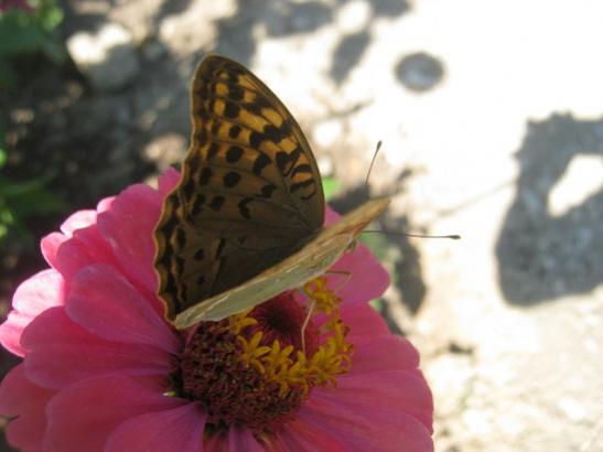 Name:  kelebek1.jpg
Views: 1508
Size:  24.7 KB