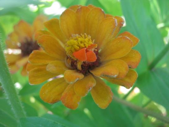 Name:  zinnia.jpg
Views: 1487
Size:  22.8 KB