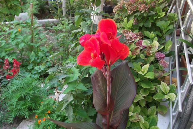 Name:  DSCF3629.jpg
Views: 693
Size:  63.0 KB