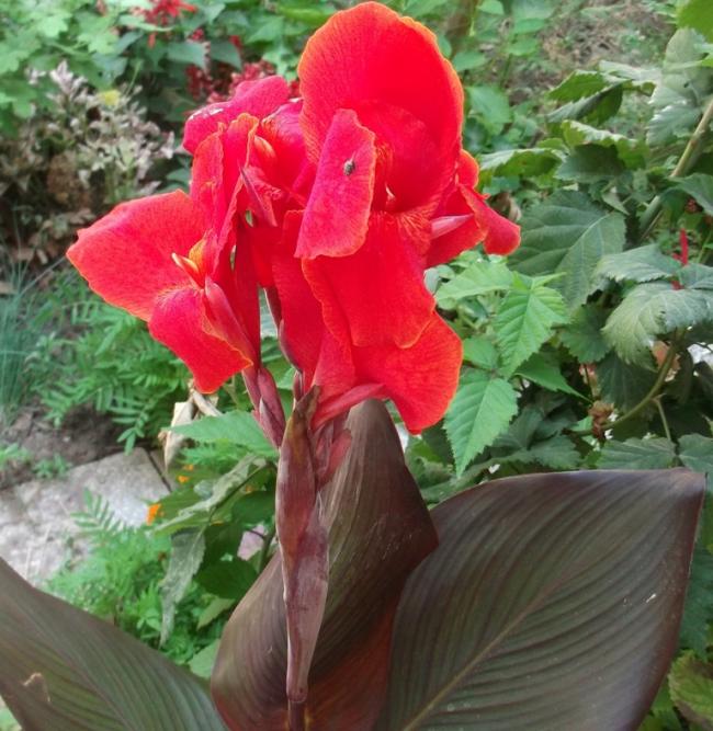 Name:  DSCF3630.jpg
Views: 739
Size:  68.9 KB