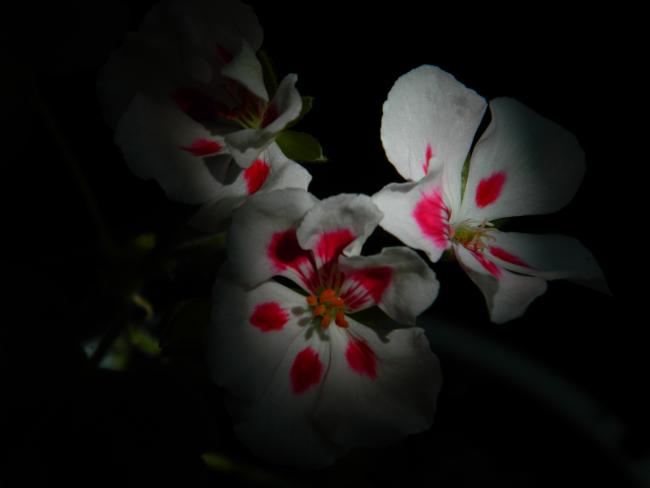 Name:  DSCN0869.jpg
Views: 840
Size:  17.4 KB