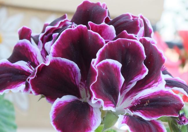 Name:  DSCF1589.jpg
Views: 423
Size:  43.3 KB