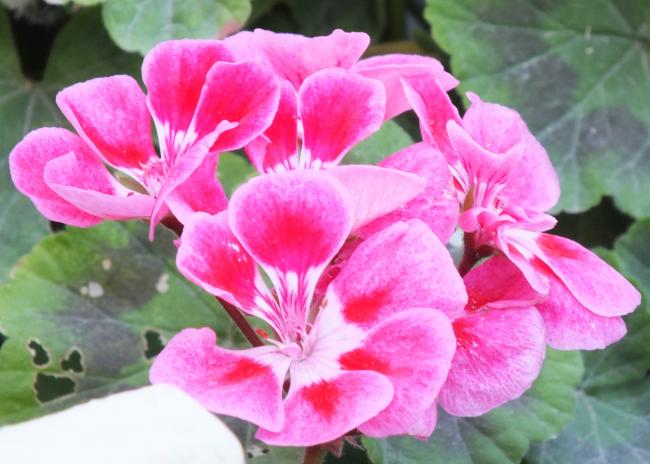 Name:  DSCF1584.jpg
Views: 444
Size:  45.6 KB