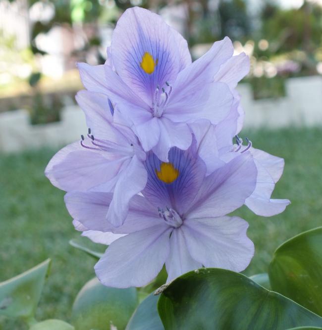 Name:  DSCF1581.jpg
Views: 624
Size:  42.7 KB