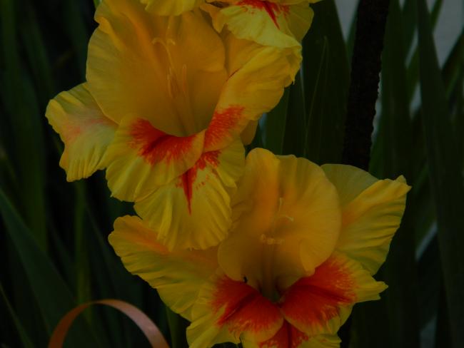 Name:  DSCN0853.jpg
Views: 795
Size:  25.4 KB