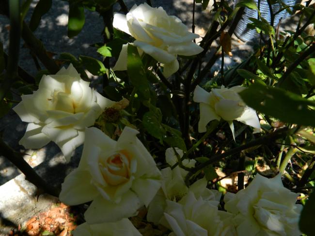 Name:  DSCN0785.jpg
Views: 774
Size:  50.2 KB