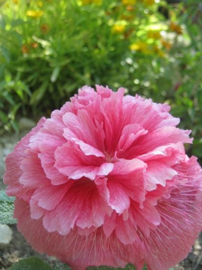 Name:  k. hatmi.jpg
Views: 1358
Size:  35.0 KB
