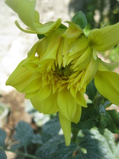 Name:  dahlia.jpg
Views: 1096
Size:  25.5 KB