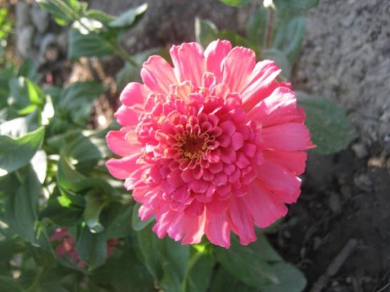 Name:  z.jpg
Views: 1102
Size:  32.0 KB