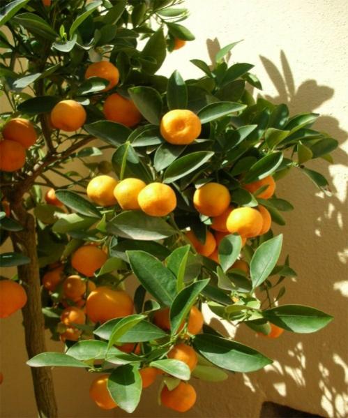 Name:  Calamondin (500 x 600).jpg
Views: 3541
Size:  52.2 KB