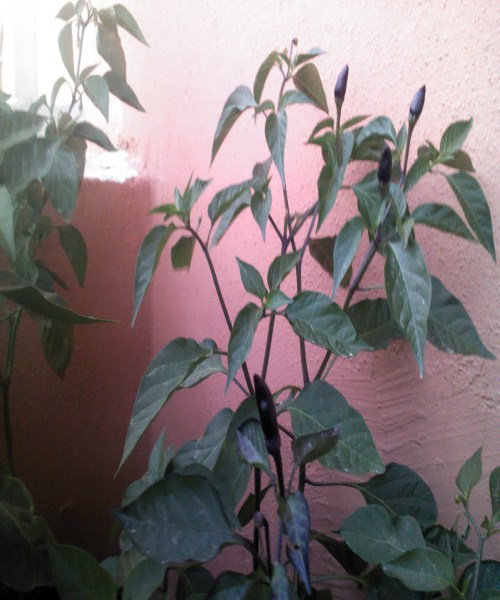 Name:  biber 2 (500 x 600).jpg
Views: 1043
Size:  64.7 KB
