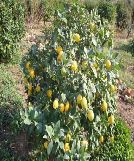 Name:  limon (500 x 600).jpg
Views: 1010
Size:  68.2 KB