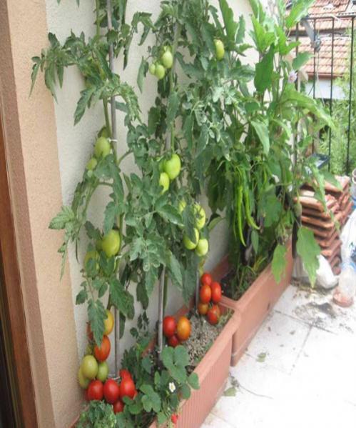 Name:  domates (500 x 600).jpg
Views: 1270
Size:  53.4 KB