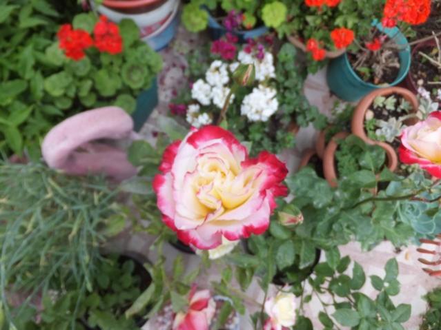 Name:  DSCF7614.jpg
Views: 234
Size:  47.2 KB