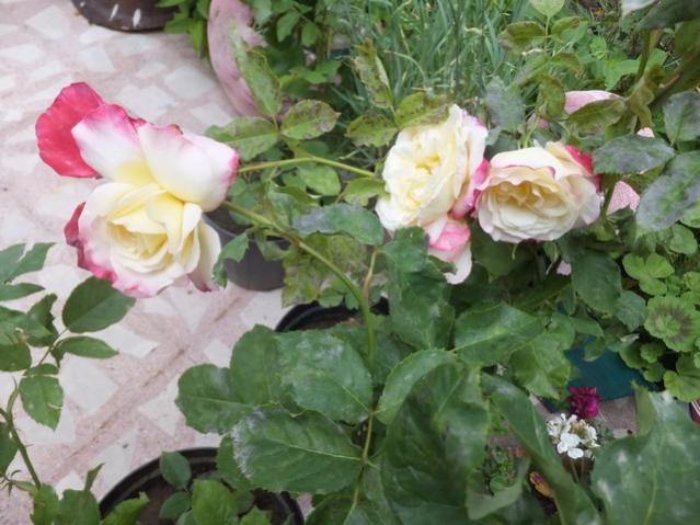 Name:  DSCF7616.jpg
Views: 240
Size:  51.4 KB