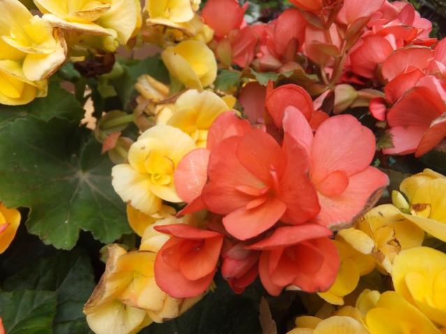 Name:  DSCF7625.jpg
Views: 512
Size:  42.5 KB