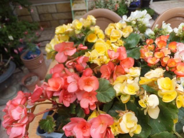 Name:  DSCF7629.jpg
Views: 488
Size:  49.7 KB