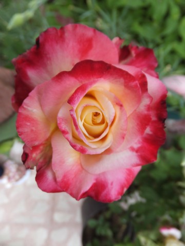 Name:  DSCF7630.jpg
Views: 273
Size:  43.7 KB
