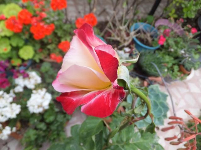 Name:  DSCF7631.jpg
Views: 242
Size:  40.8 KB