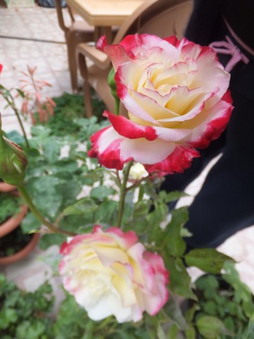 Name:  DSCF7632.jpg
Views: 245
Size:  53.0 KB